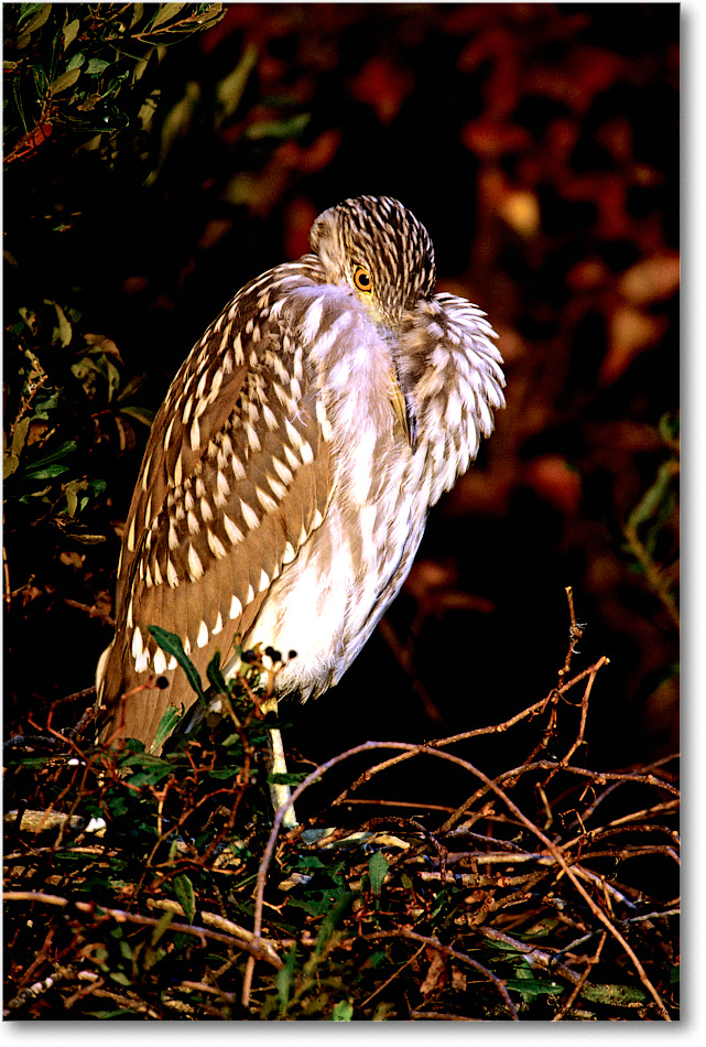 BCNightHeronJuv_ChincoNWR_2001Jun_F19 copy