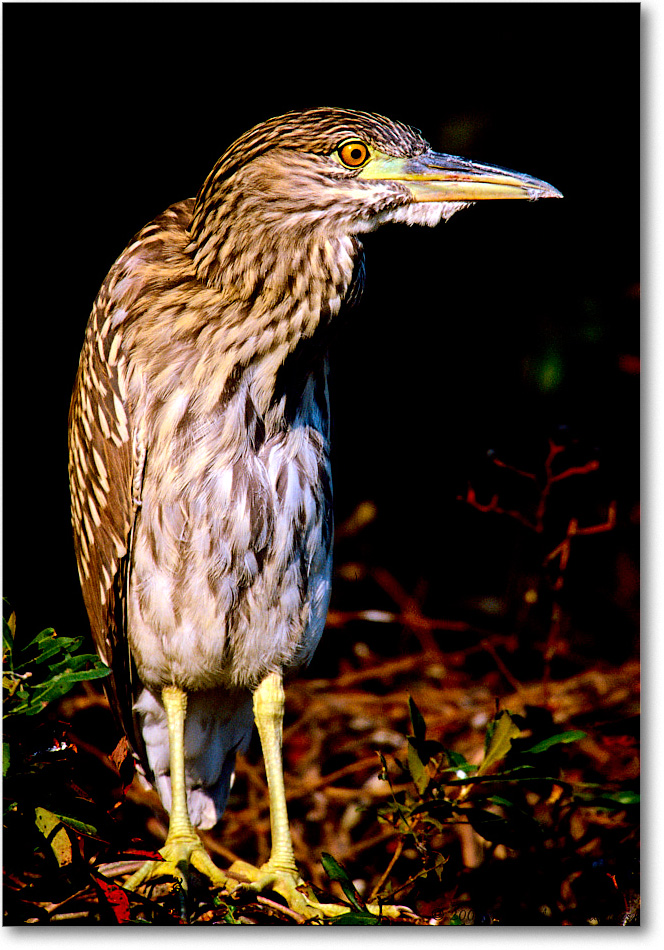 BCNightHeronJuv_ChincoNWR_2001Jun_F25 copy