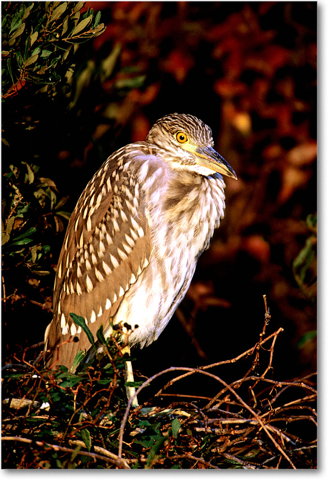 BCNightHeronJuv_ChincoNWR_2001Jun_F25b copy