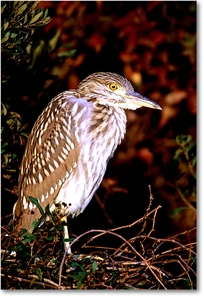 BCNightHeronJuv_ChincoNWR_2001Jun_F26 copy