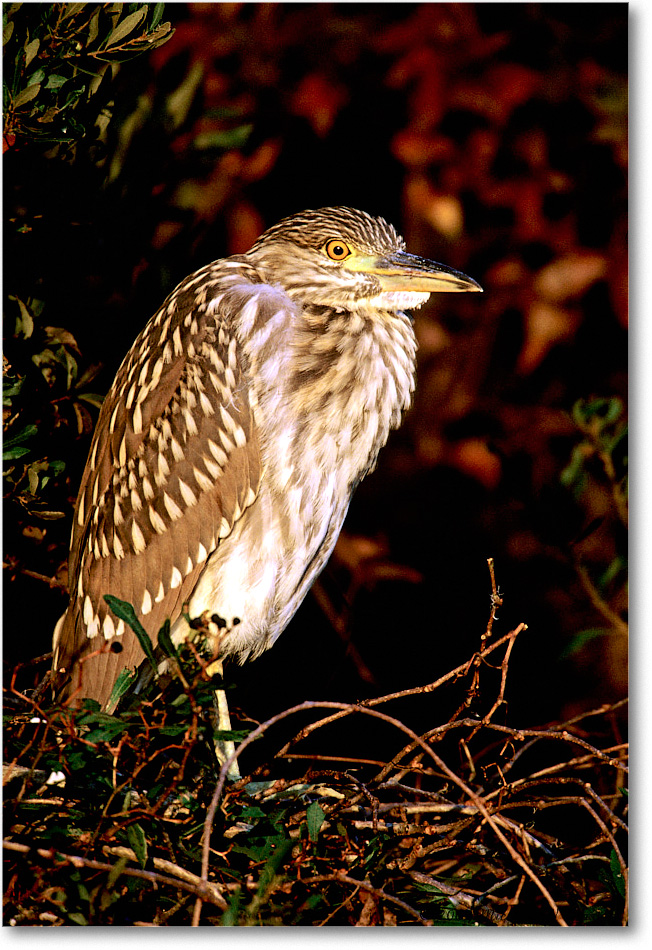 BCNightHeronJuv_ChincoNWR_2001Jun_F36b copy