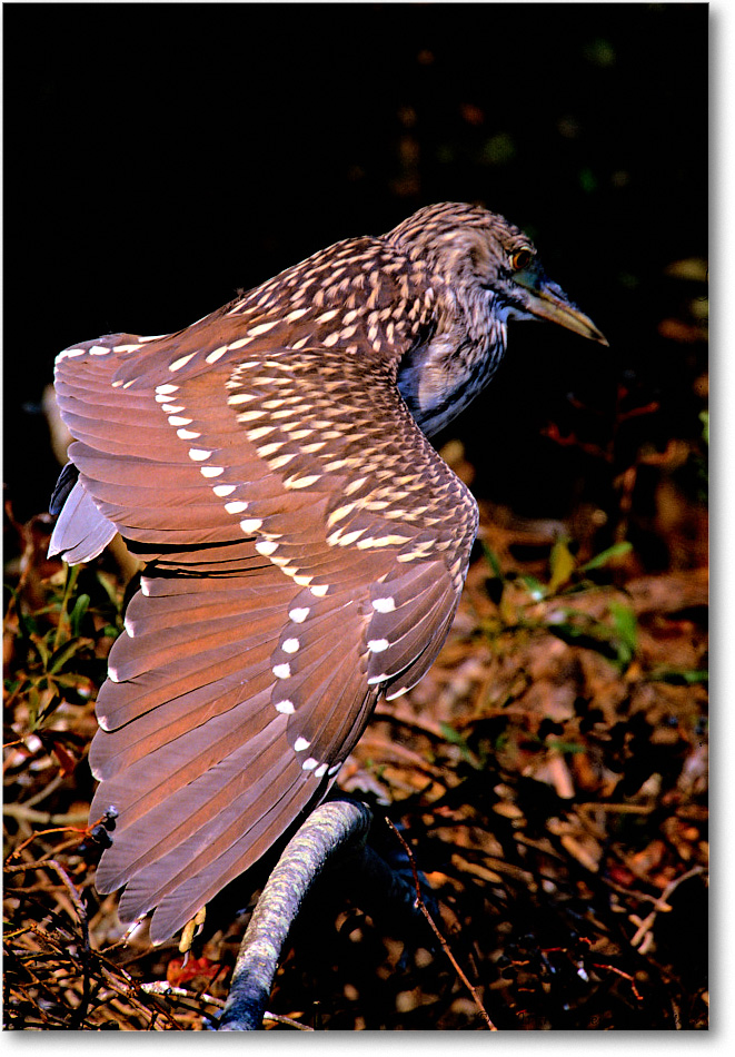 BCNightHeronStretch_ChincoNWR_2001Jun_F07 copy