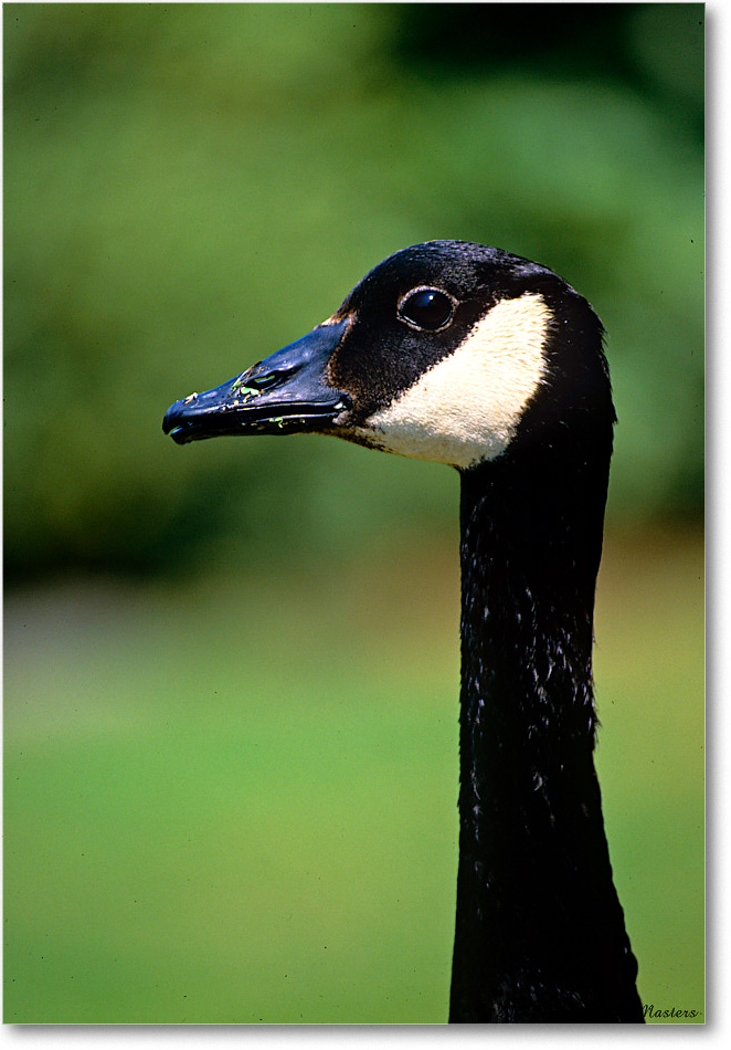 CanadaGeese_ChincoNWR_2001Jul_K10 copy