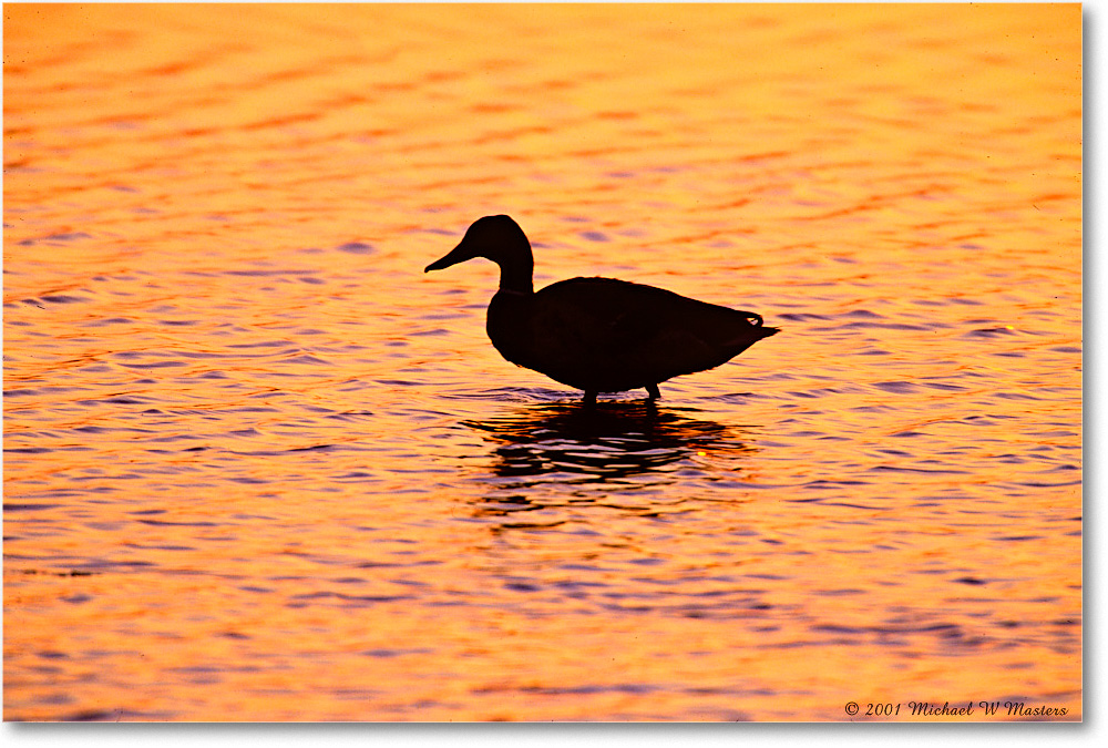 CanadaGooseOrangePreDawn_ChincoNWR_2001Jun_F06 copy