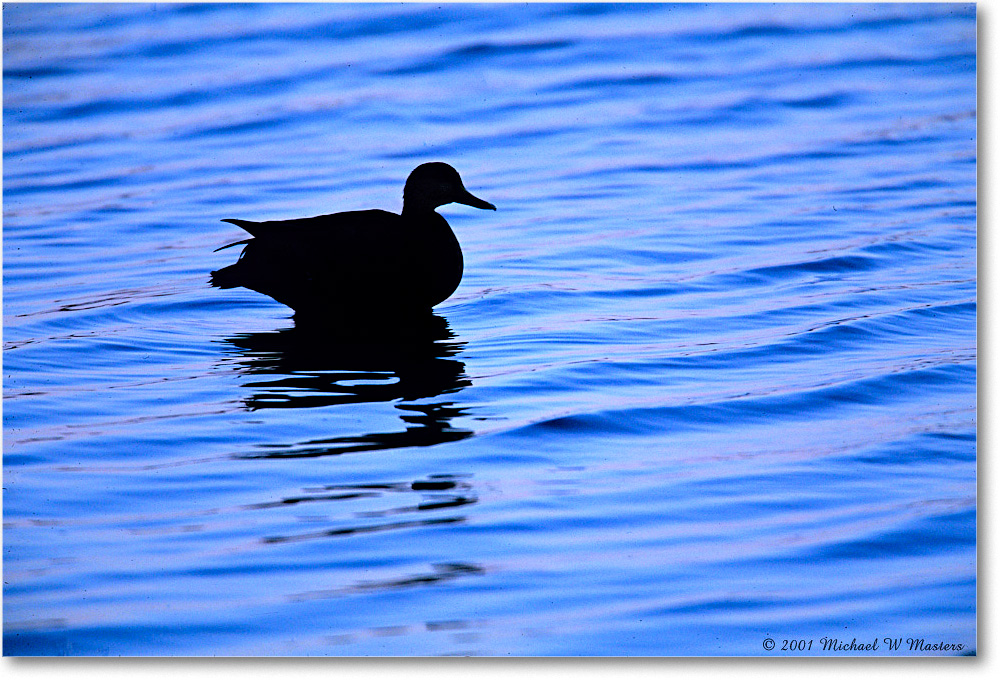 CanadaGoosePreDawn_ChincoNWR_2001Jun_F03 copy