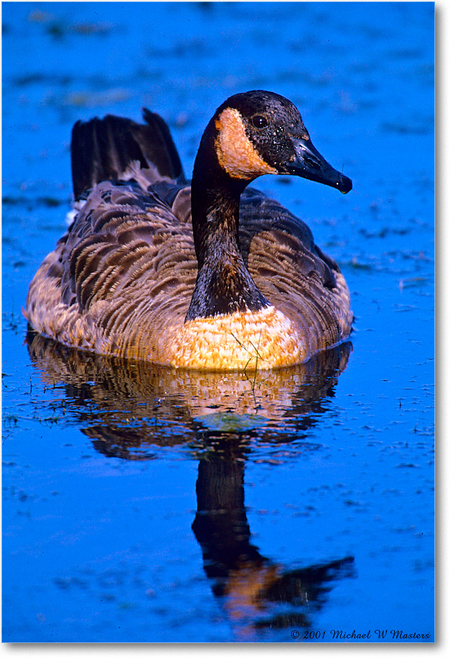 CanadaGoose_ChincoNWR_2001Jun_F05 copy