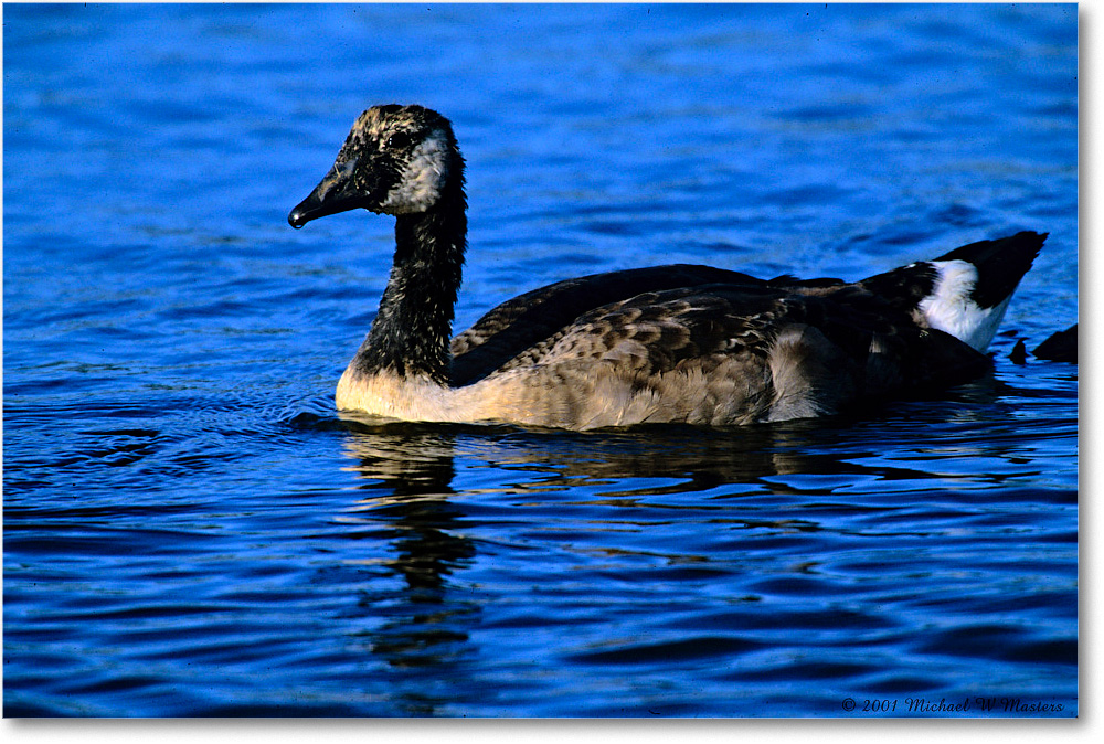 CanadaGoosling_ChincoNWR_2001June_K20 copy