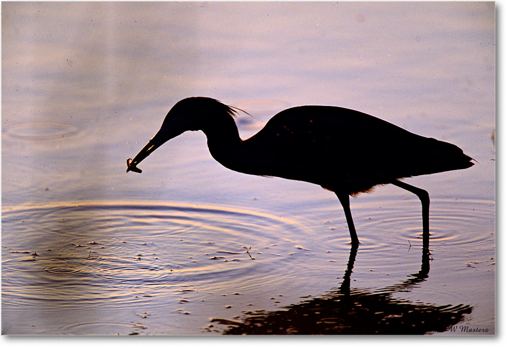 EgretFishPreDawn_ChincoNWR_2001Jun_F22 copy