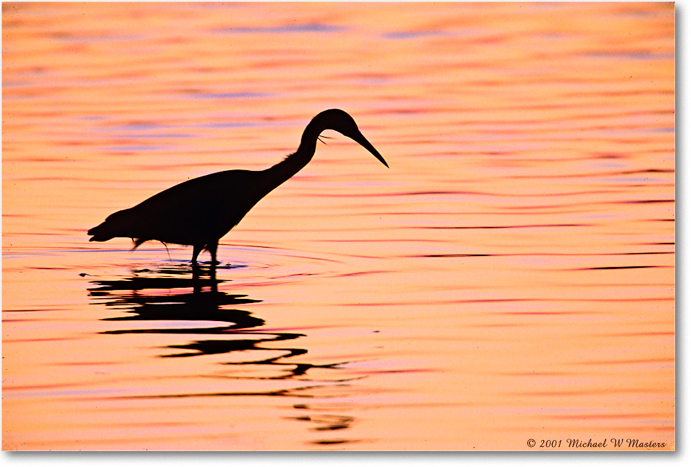 EgretOrangePreDawn_ChincoNWR_2001Jun_F11 copy
