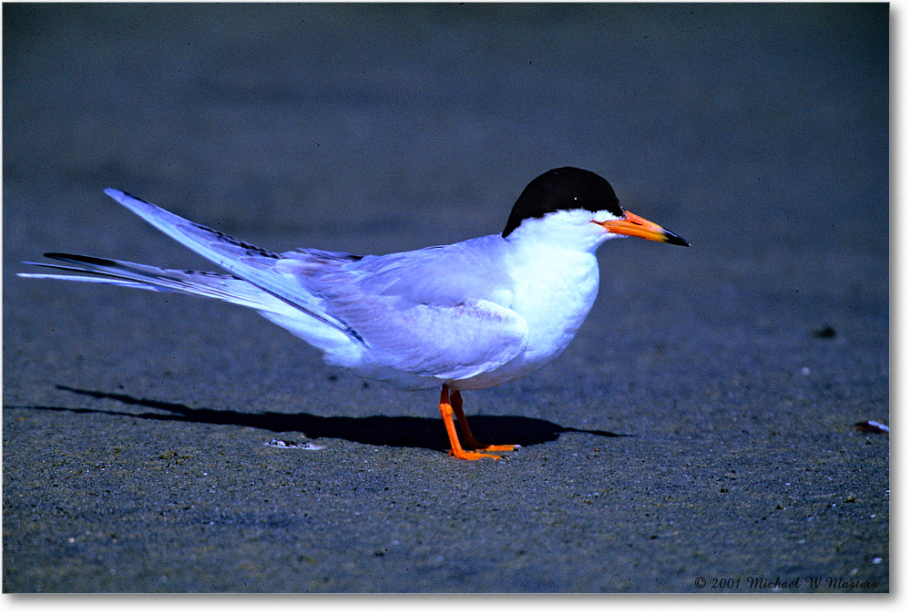 ForstersTern_Assateague-LTC_2001Jun_F13 copy