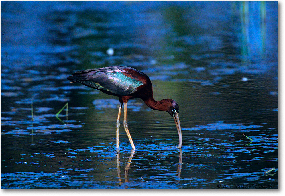 GlossyIbis_ChincoNWR_2001Jun_F24 copy