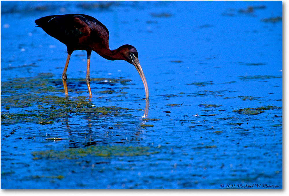 GlossyIbis_ChincoNWR_2001Jun_K07 copy