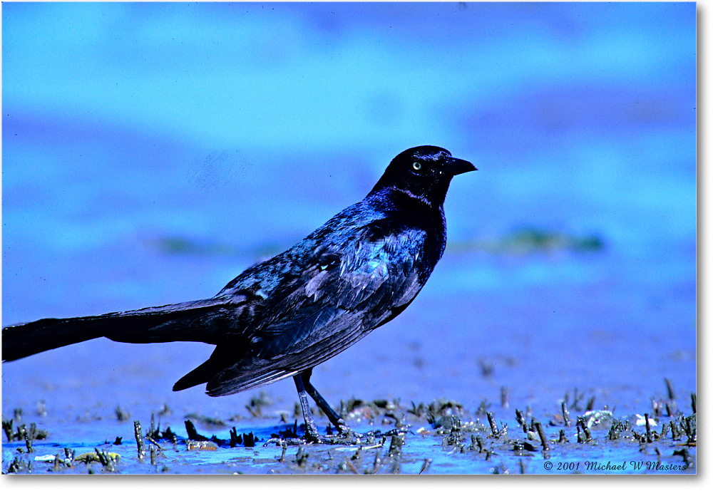 GrackleBoatTail_Assateague-LTC_2001June_V19 copy