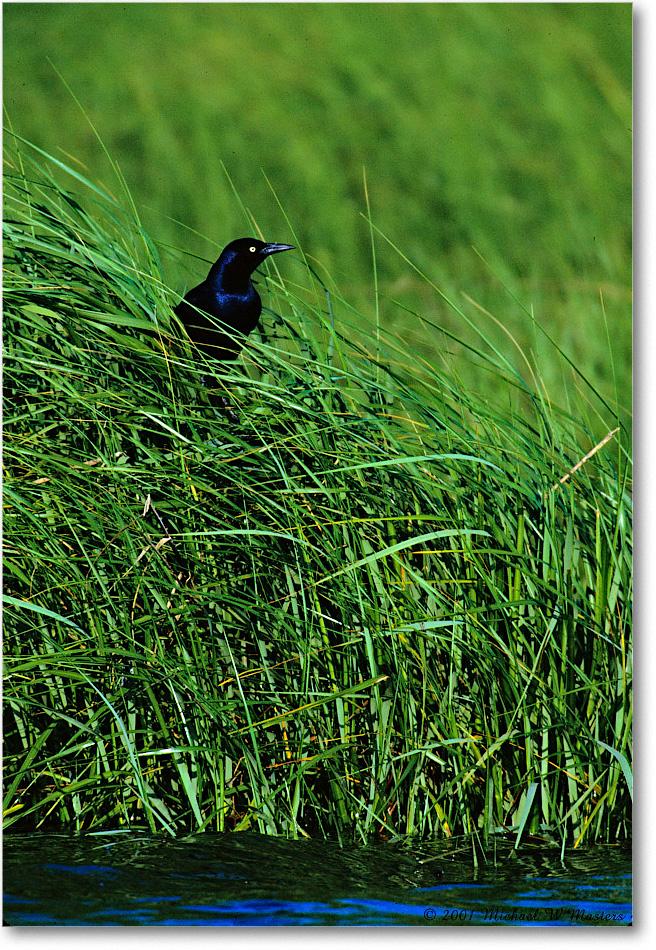 GrackleBoatTail_Assateague-LTC_2001June_V28 copy