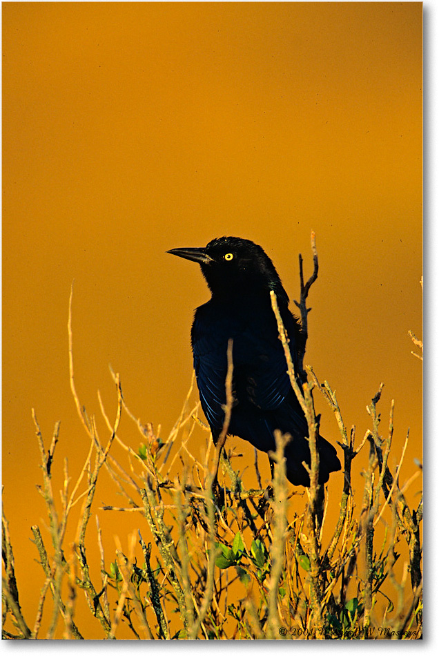 GrackleBoatTail_Assateague_2001June_V33 copy