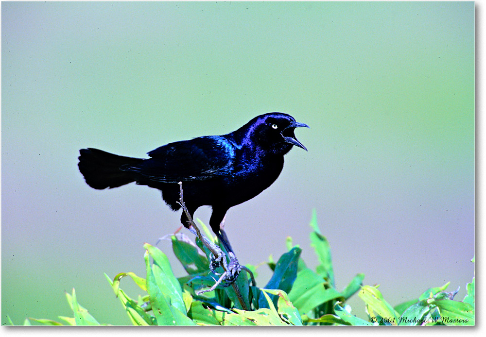 GrackleBoatTail_ChincoNWR-WLL_2001June_V06 copy