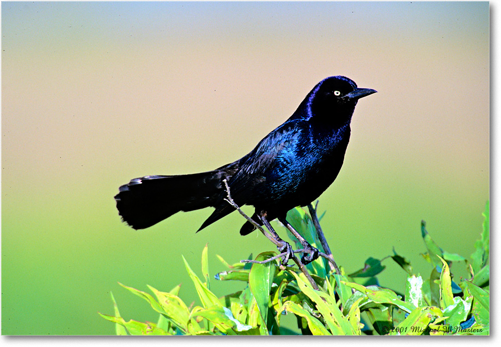 GrackleBoatTail_ChincoNWR-WLL_2001June_V33 copy