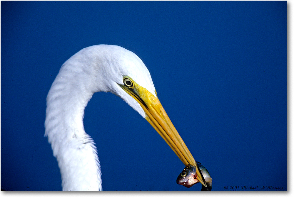 GreatEgret&Fish_ChincoNWR-EA_2001Jun_F03 copy