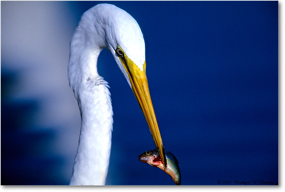 GreatEgret&Fish_ChincoNWR-EA_2001Jun_F04 copy