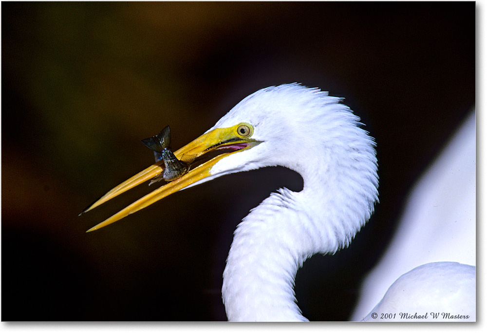 GreatEgret&Fish_ChincoNWR-EA_2001Jun_F16 copy