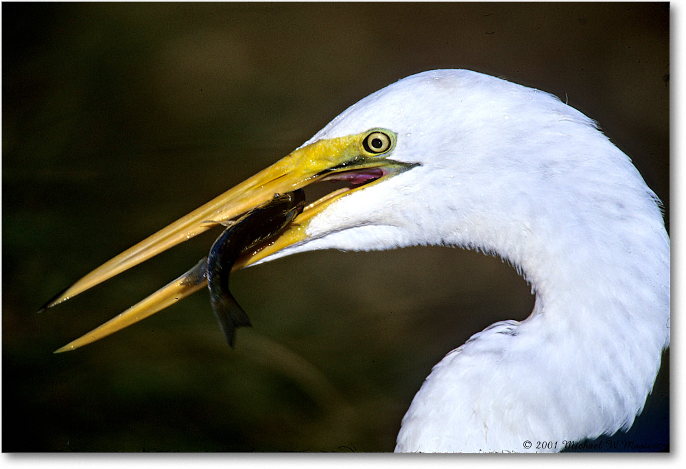GreatEgret&Fish_ChincoNWR-EA_2001Jun_F28 copy