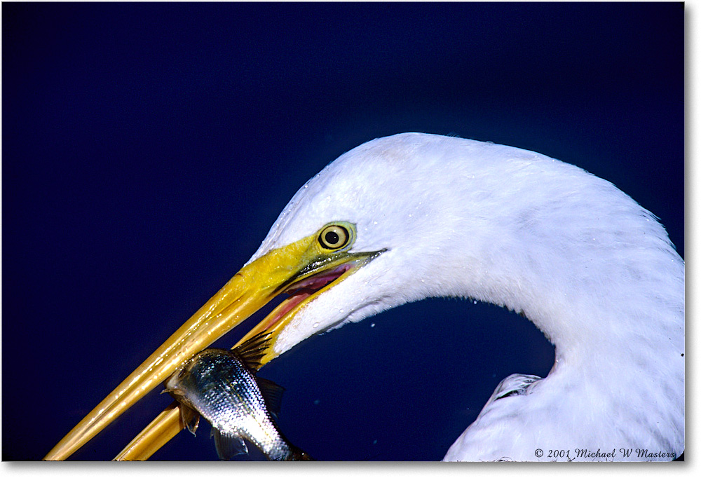 GreatEgret&Fish_ChincoNWR-EA_2001Jun_F29 copy