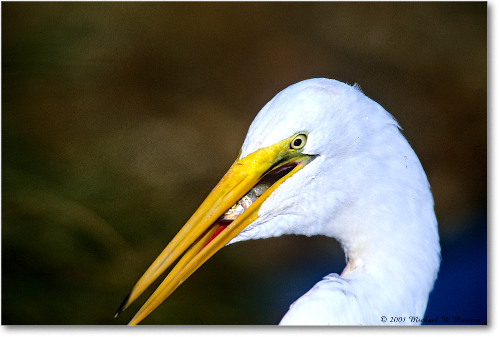 GreatEgret&Fish_ChincoNWR-EA_2001Jun_F36 copy