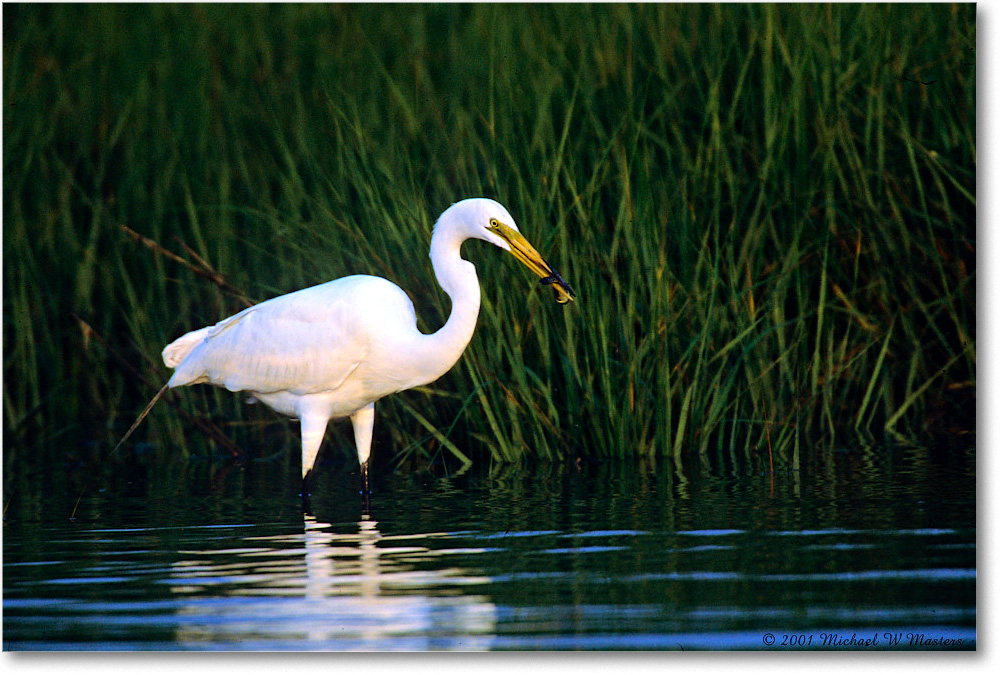 GreatEgret&Fish_ChincoNWR_2001Jun_F03 copy