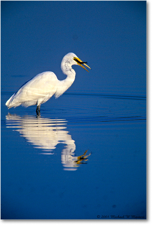 GreatEgret&Fish_ChincoNWR_2001Jun_F16 copy