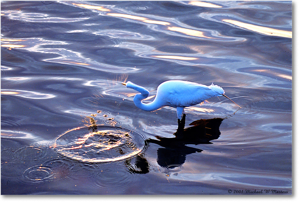 GreatEgret-Ripples_ChincoNWR_2001Jun_F03 copy