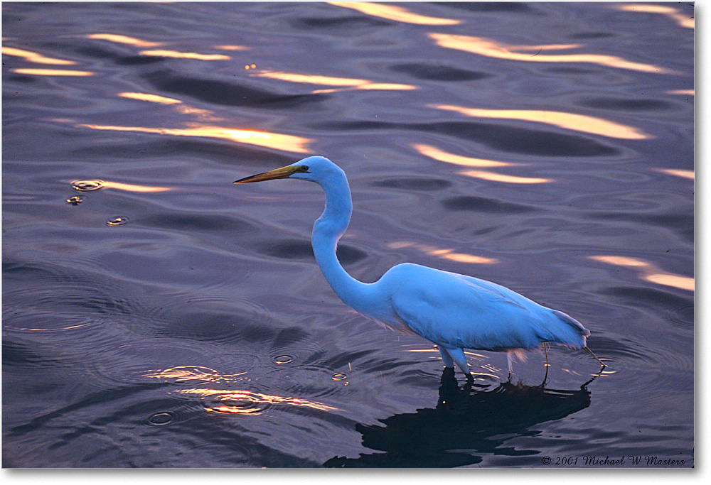 GreatEgret-Ripples_ChincoNWR_2001Jun_F22 copy