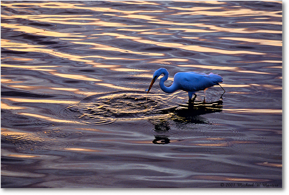 GreatEgret-Ripples_ChincoNWR_2001Jun_F26 copy