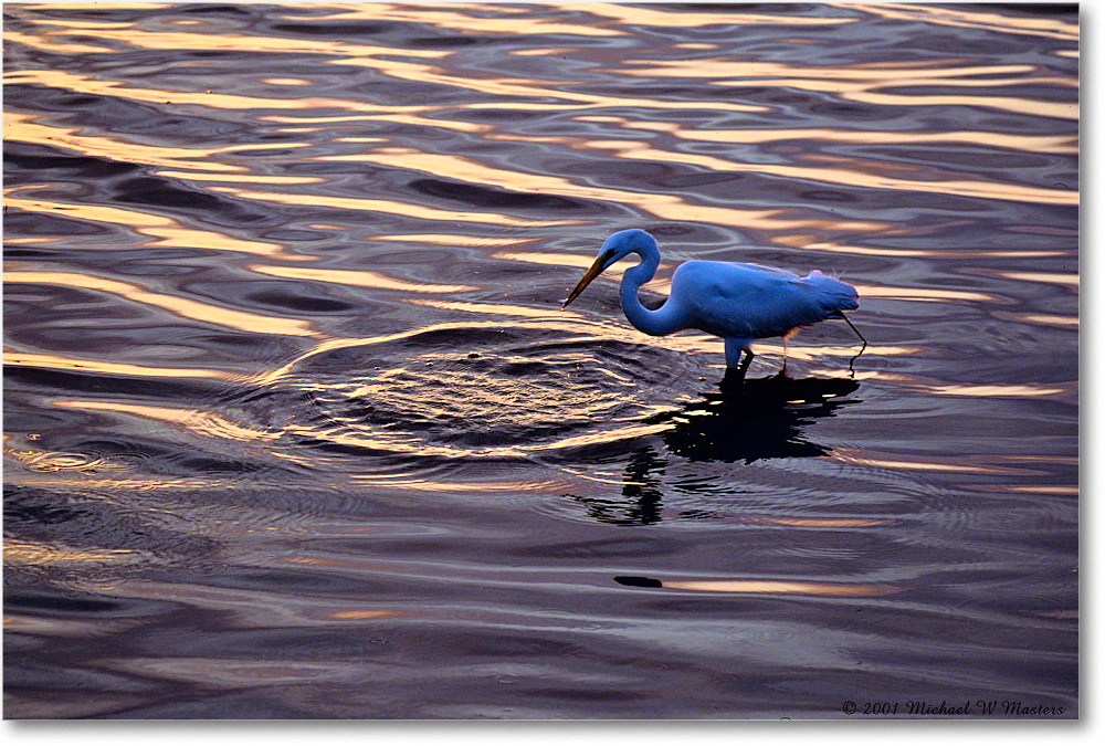 GreatEgret-Ripples_ChincoNWR_2001Jun_F28 copy