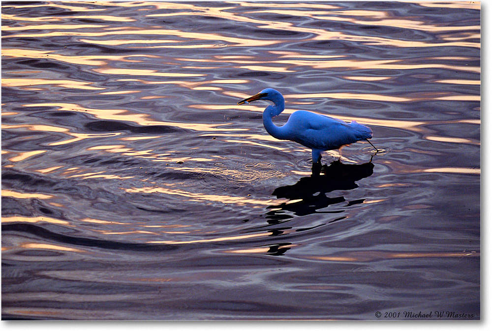 GreatEgret-Ripples_ChincoNWR_2001Jun_F31 copy