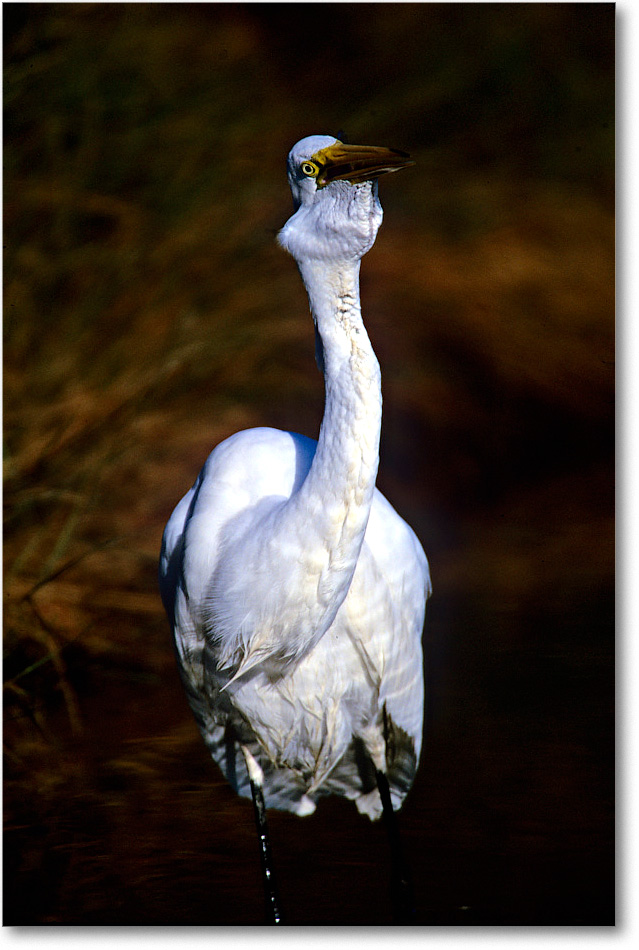 GreatEgretEatFish_ChincoNWR-EA_2001Jun_F13 copy