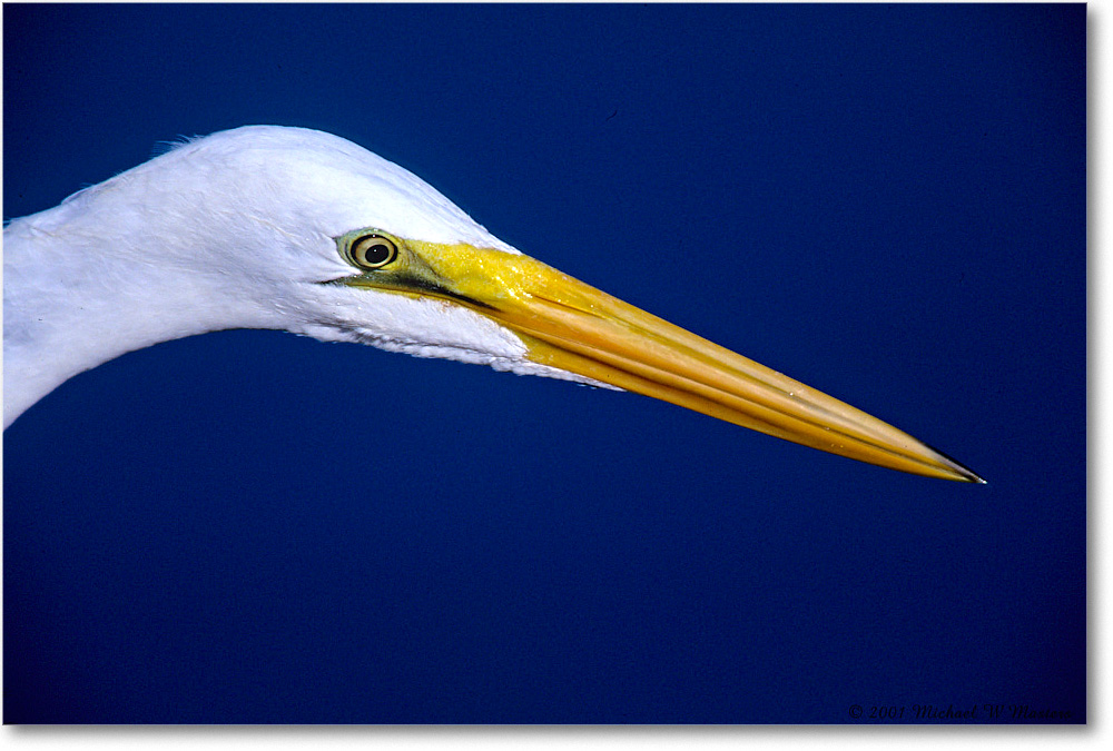 GreatEgret_ChincoNWR-EA_2001Jun_F01 copy