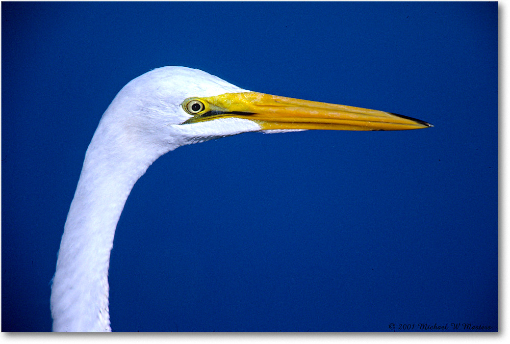 GreatEgret_ChincoNWR-EA_2001Jun_F03 copy