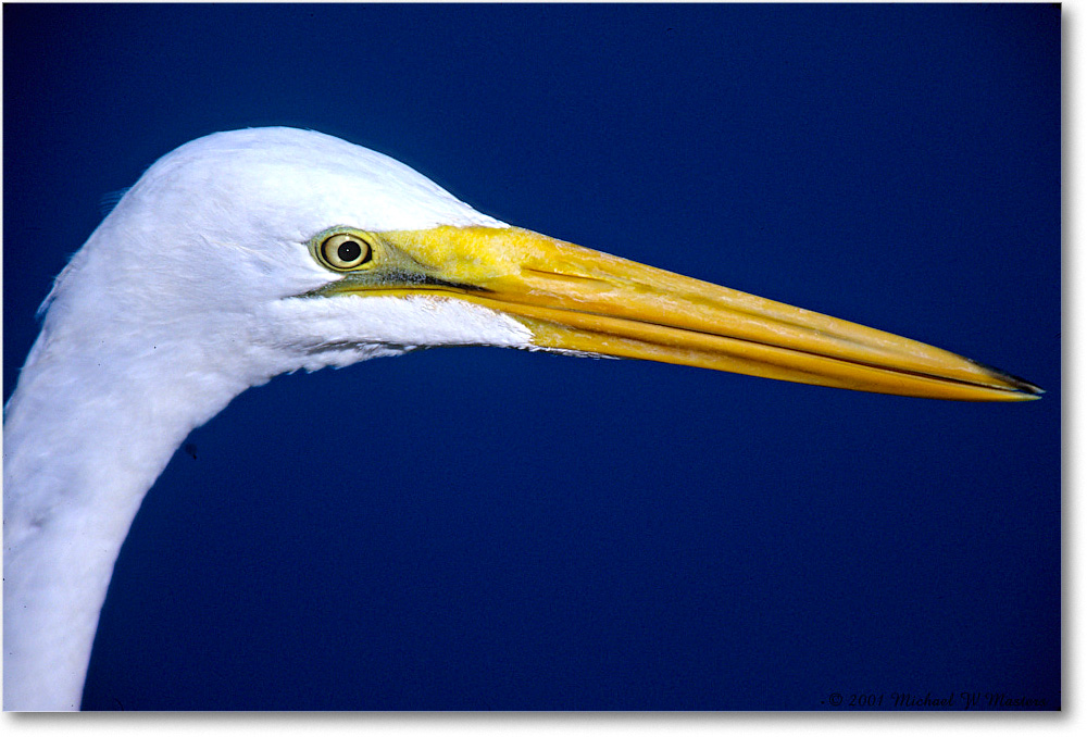 GreatEgret_ChincoNWR-EA_2001Jun_F13 copy