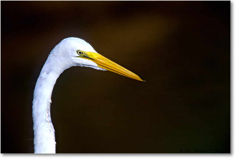 GreatEgret_ChincoNWR-EA_2001Jun_F21 copy