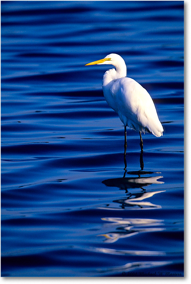 GreatEgret_ChincoNWR-SC_2001Jun_F09 copy