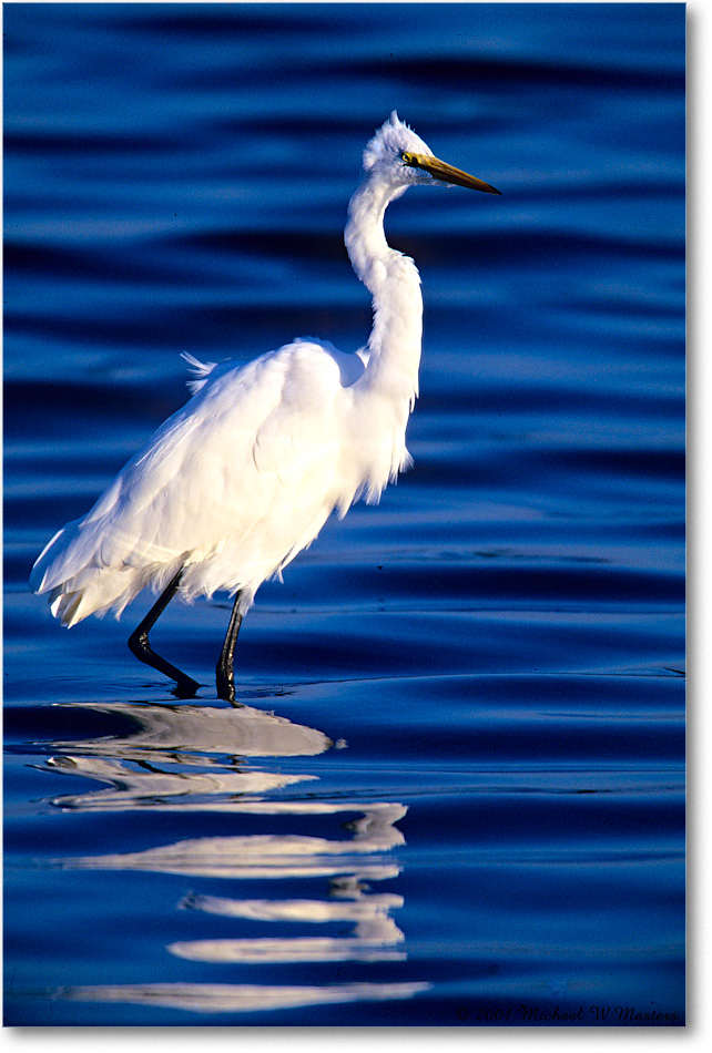 GreatEgret_ChincoNWR-SC_2001Jun_F24 copy
