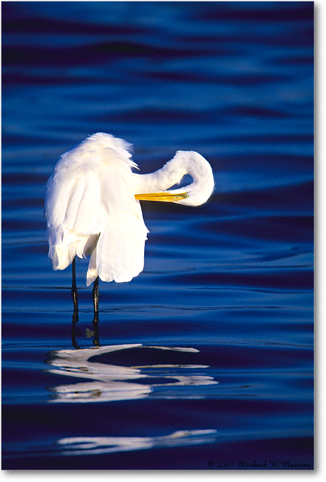 GreatEgret_ChincoNWR-SC_2001Jun_F30 copy