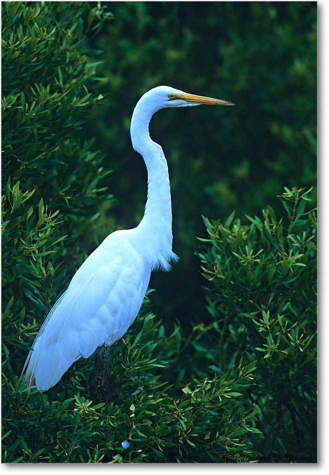 GreatEgret_ChincoNWR-Shrub_2001Jun_F10 copy