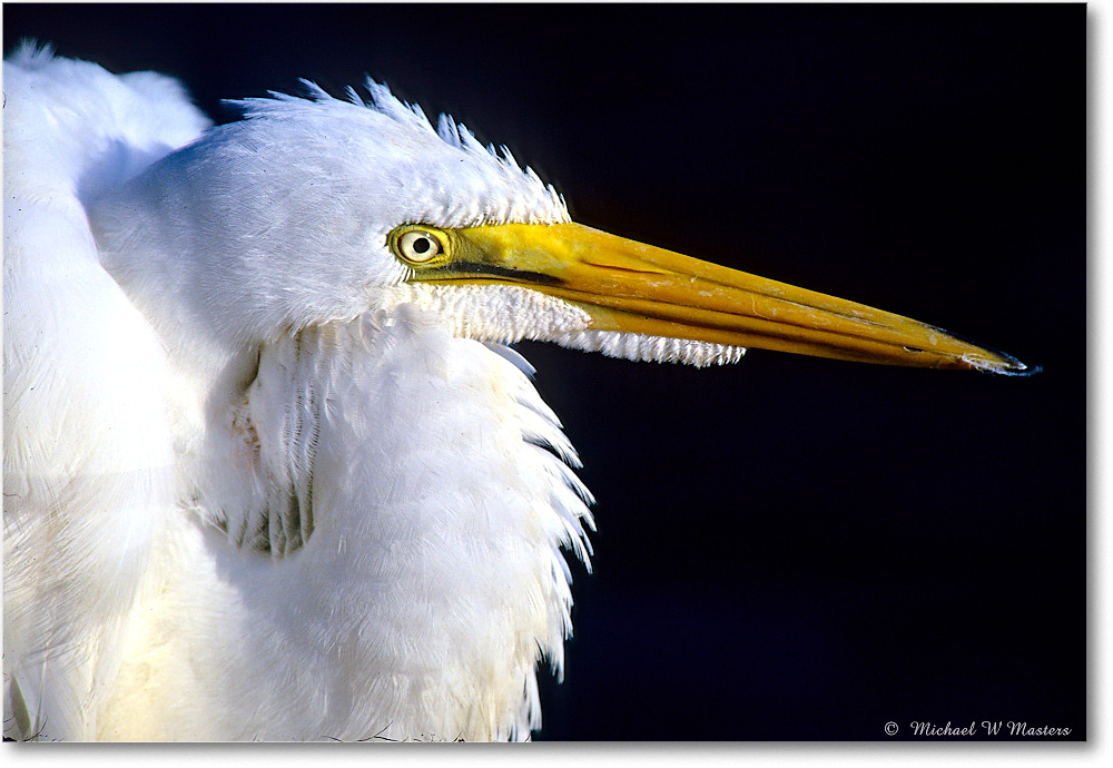 GreatEgret_ChincoNWR_2001Jun_F03 copy