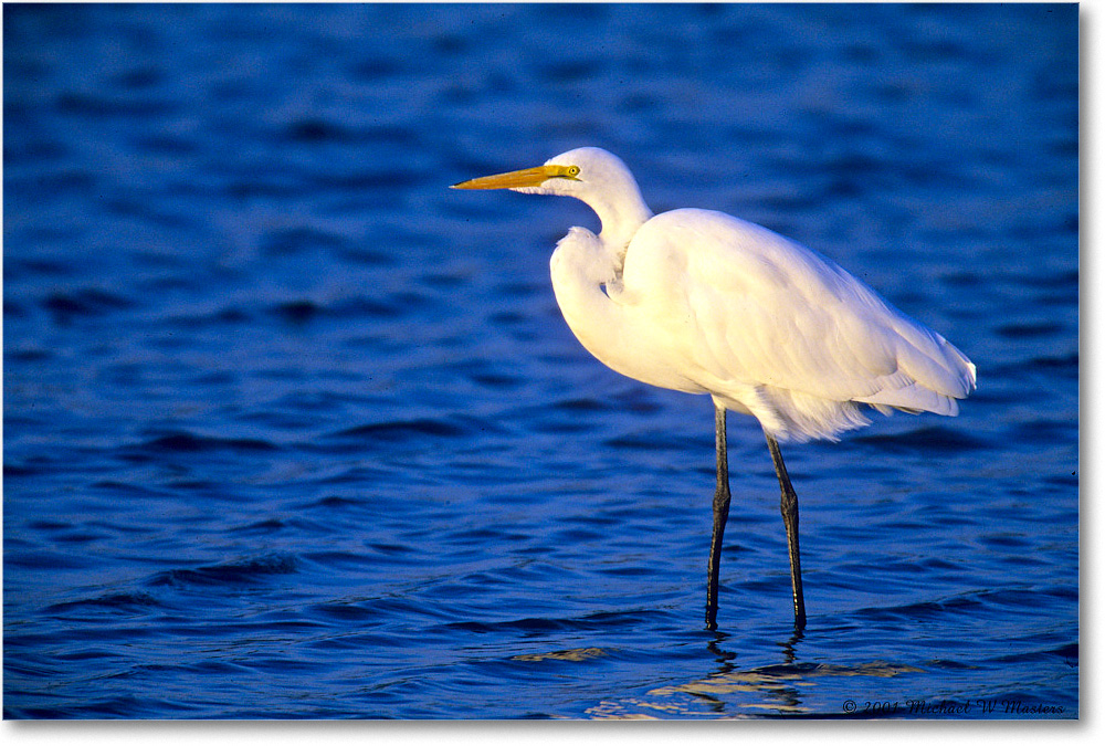 GreatEgret_ChincoNWR_2001Jun_F04 copy