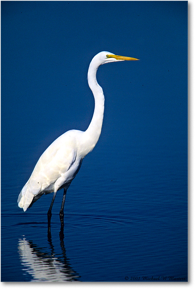 GreatEgret_ChincoNWR_2001Jun_F04b copy