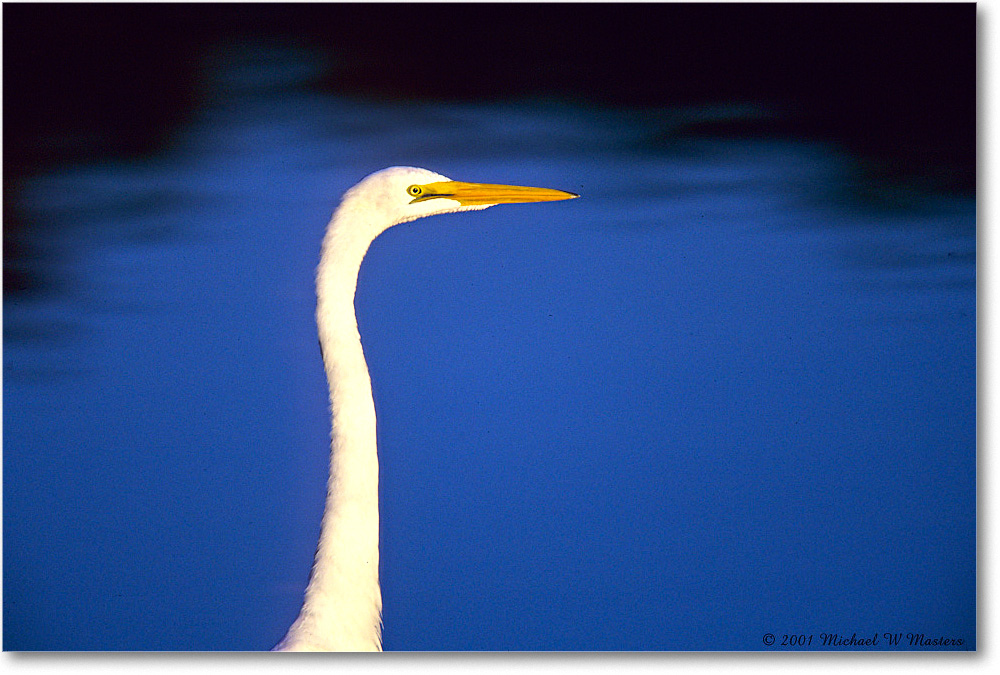 GreatEgret_ChincoNWR_2001Jun_F06 copy