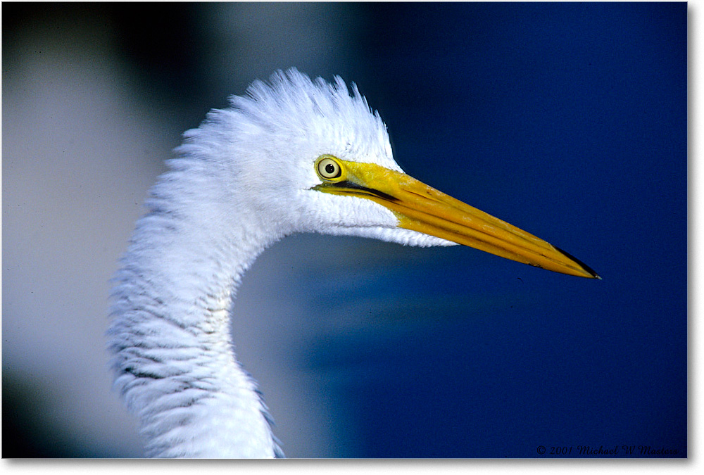 GreatEgret_ChincoNWR_2001Jun_F08 copy