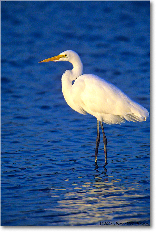 GreatEgret_ChincoNWR_2001Jun_F10 copy