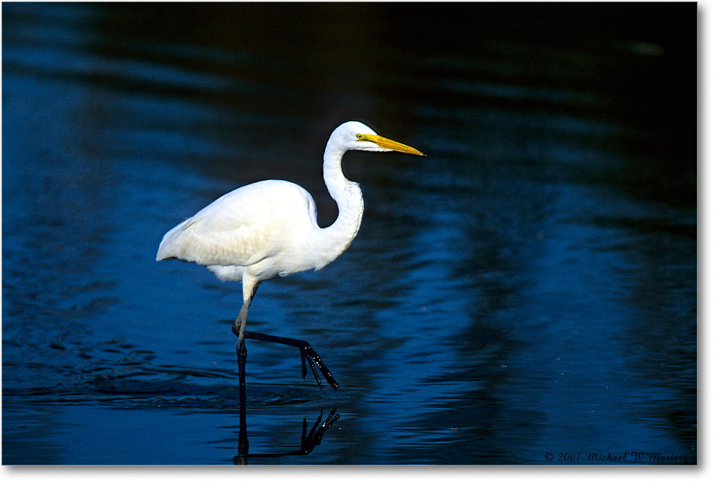 GreatEgret_ChincoNWR_2001Jun_F15 copy